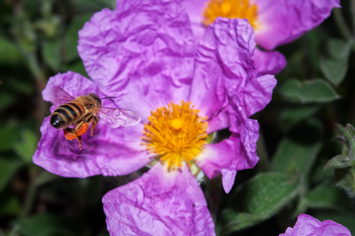 DI FIORE IN FIORE (botanica e apicoltura)