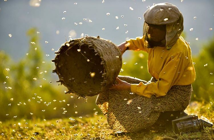 ‘Honeyland’ al Cinema degli Artisti di Fermo