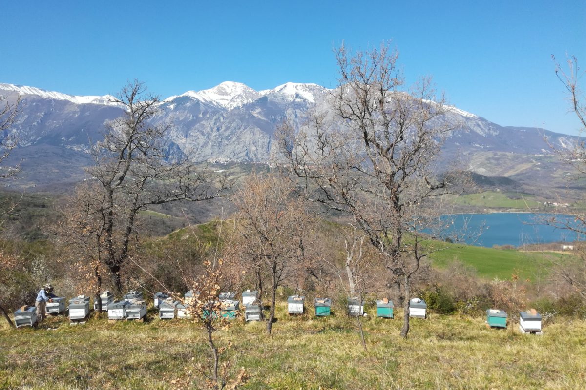 Installazione di un apiario