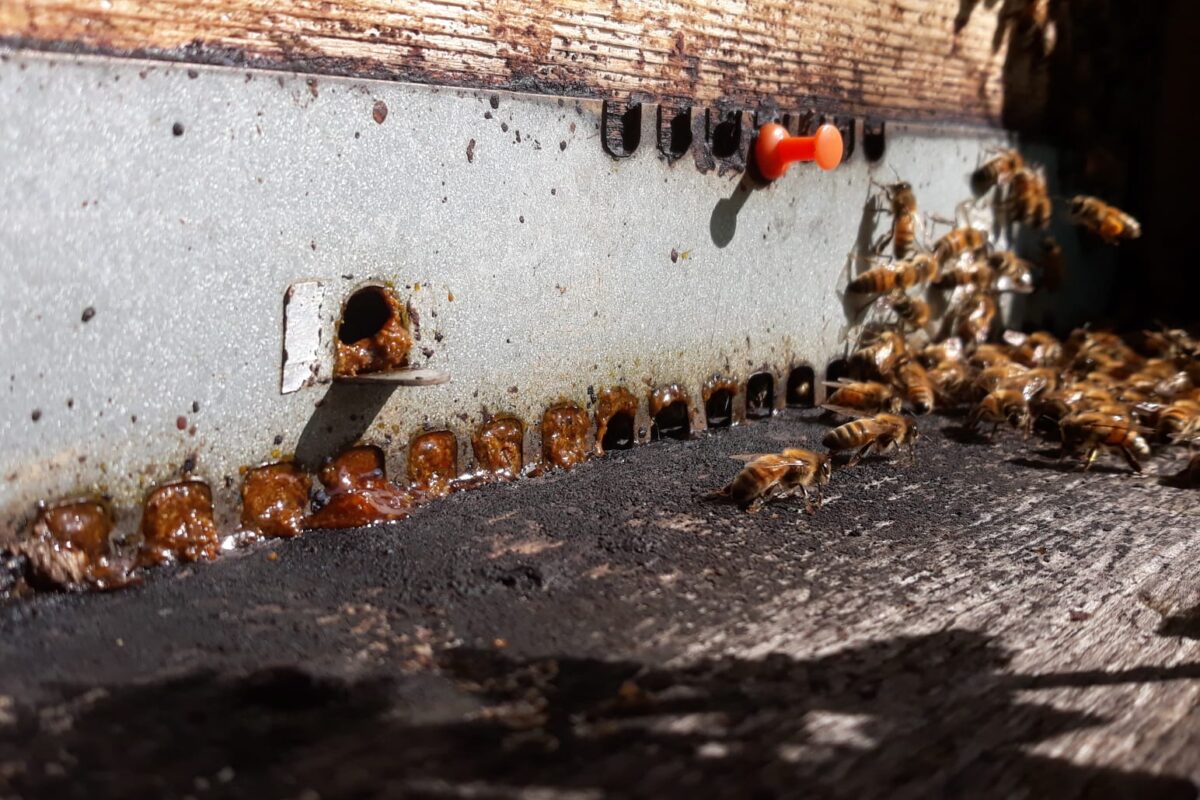 Che ne sanno le api di caro bollette, cappotti termici ed efficientamenti energetici? – Parte 1