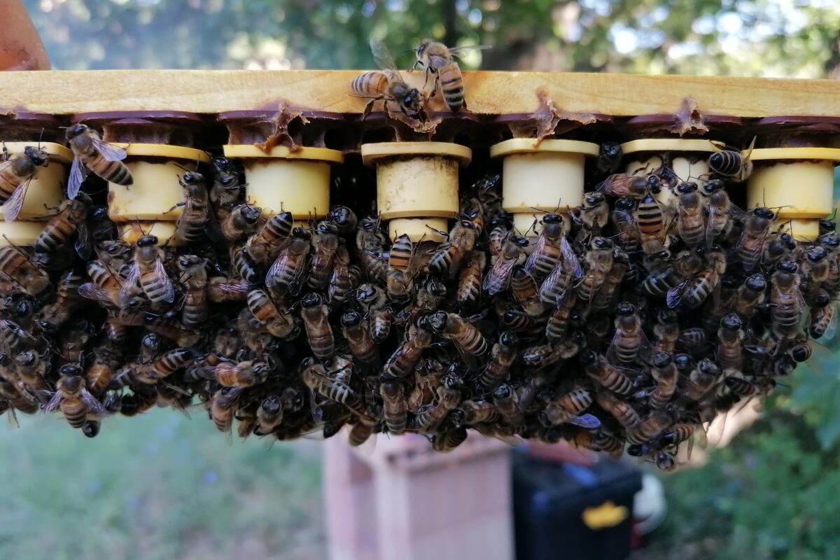 Perché la mamma è sempre la mamma: gli effetti materni della regina sulla prole