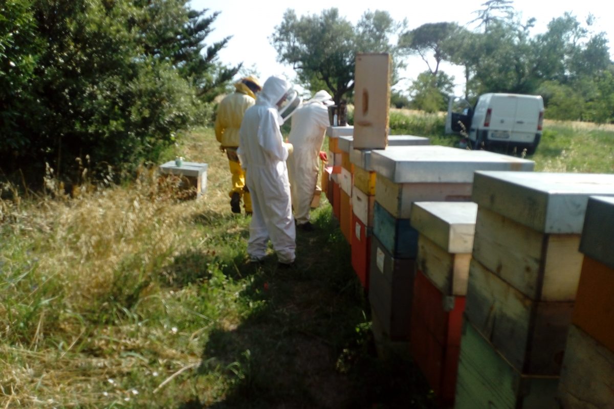 Bando apicoltura Regione Marche, campagna 2021-2022