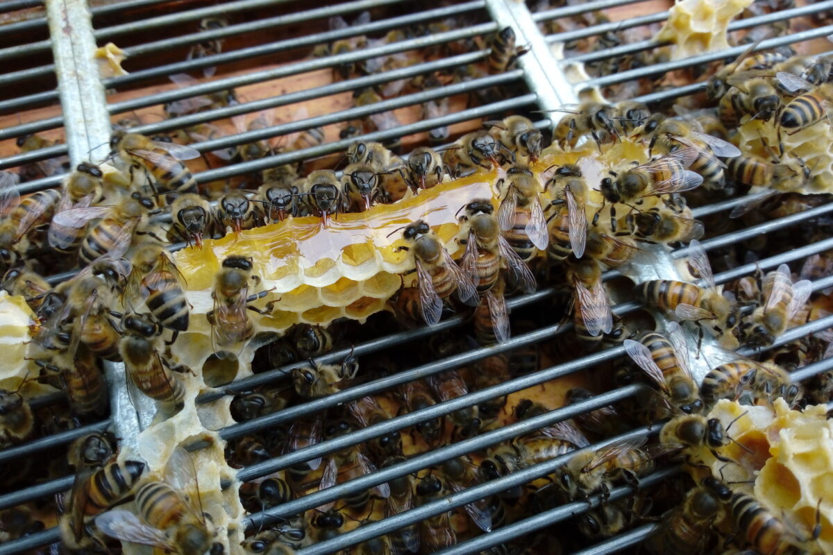 Bando apicoltura Regione Marche, campagna 2023