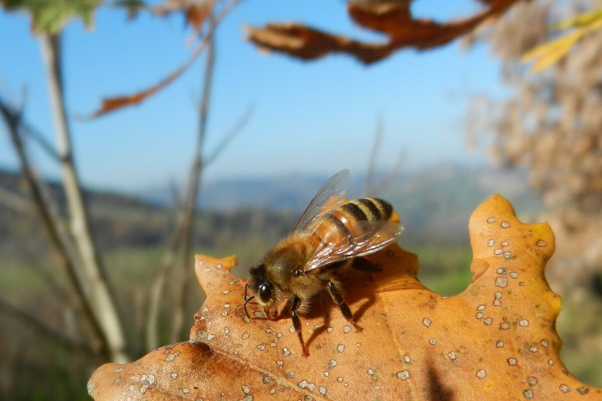 LA FOTO DEL MESE/Febbraio