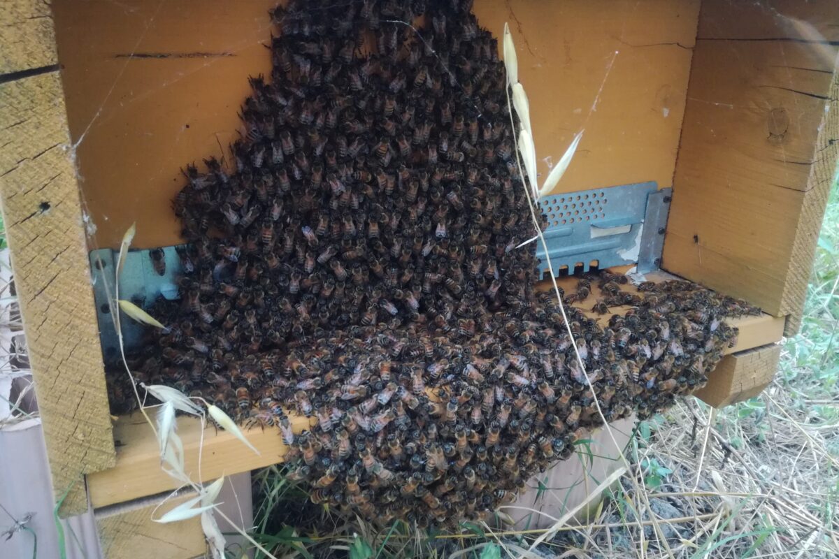 Che ne sanno le api di caro bollette, cappotti termici ed efficientamenti energetici? – Terza parte