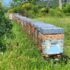 beekeeping